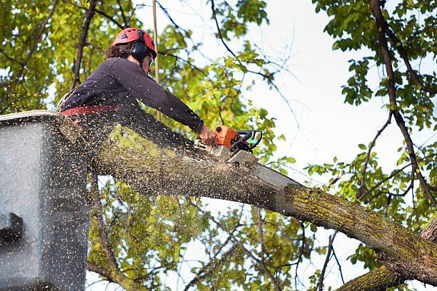 How Does Tree Removal Help in Enhancing Sunlight in Your Home?