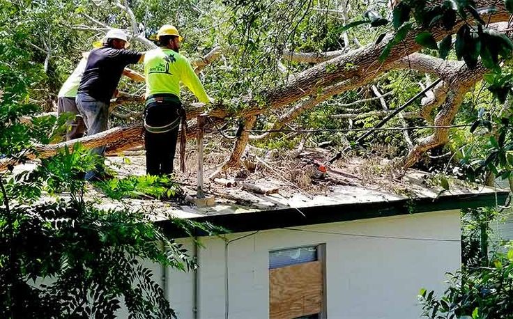 How a Tree Services Company Helps with Stump Removal and Grinding