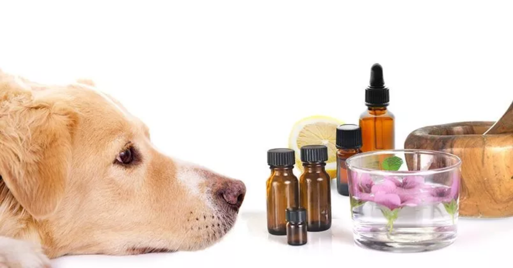 Top 5 Holistic Pet Care Products for a Healthier, Happier Pet