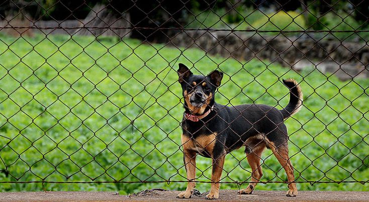 Dog Fences that Require the Most Support: Dog Fence Support