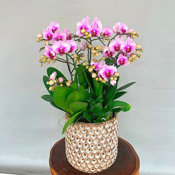 Chậu Lan Hồ Điệp – Sự Lựa Chọn Hoàn Hảo Cho Không Gian Của Bạn