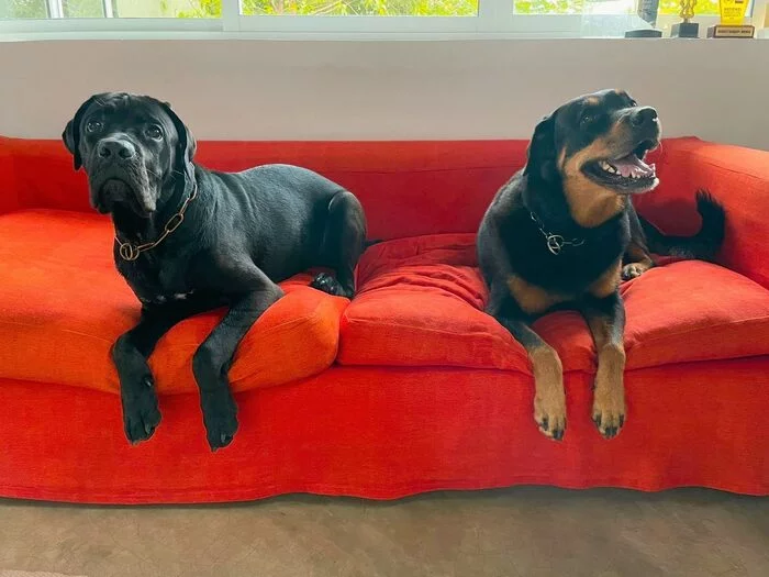 Sri Lanka's Premier Dog Training Company for Confident, Well-Behaved Dogs