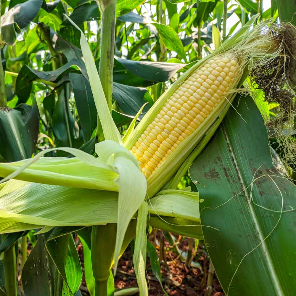 F1 Hybrid Sweet Corn Seeds: A Comprehensive Guide to Cultivation and Benefits