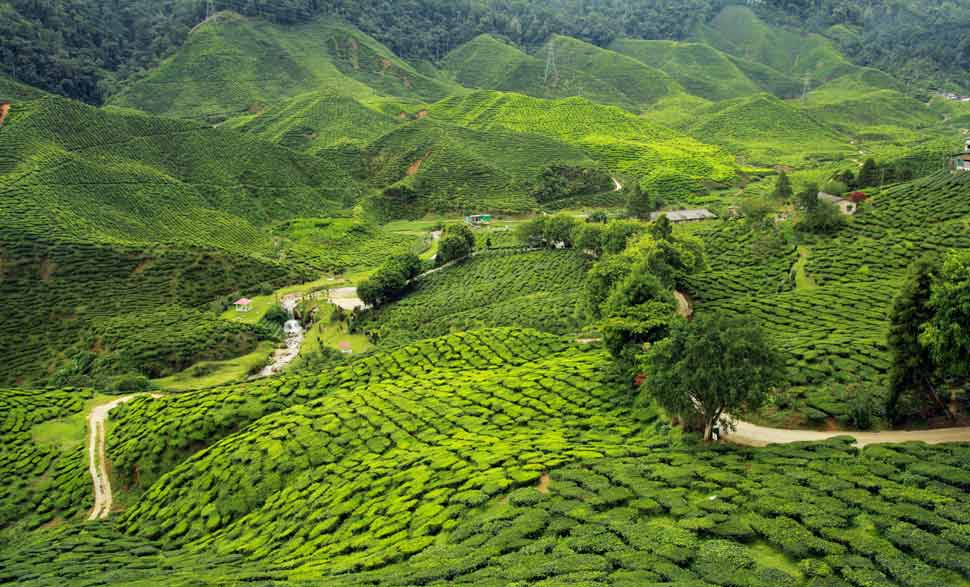 Assam and Meghalaya Tour Packages: An Enchanting Journey Through Northeast India