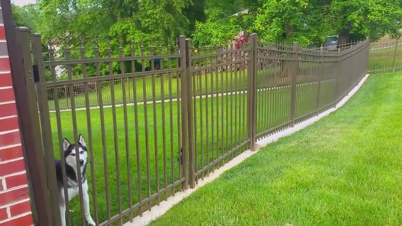 Is A Non-Electric Dog Fence Effective For High-Energy Breeds?