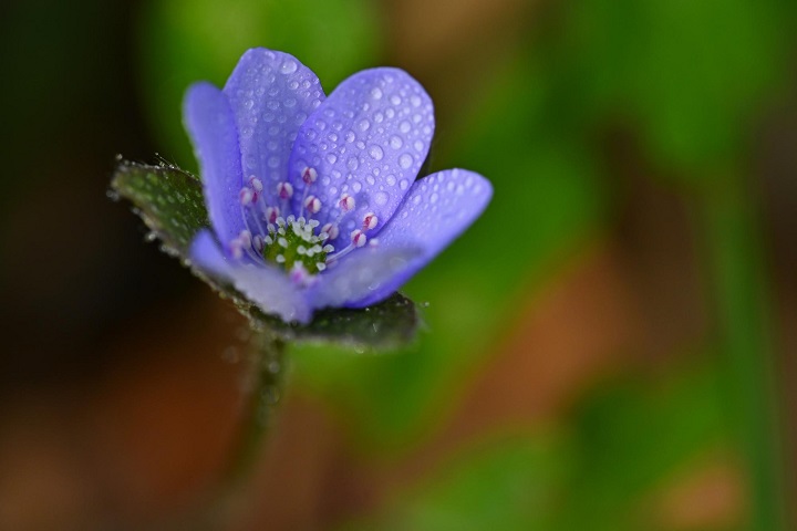 8 Stunning Flowers You’ll Encounter in the Valley of Flowers