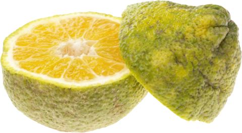 Key Steps for Setting Up a Ugli Fruit Processing Plant: Comprehensive Business Plan