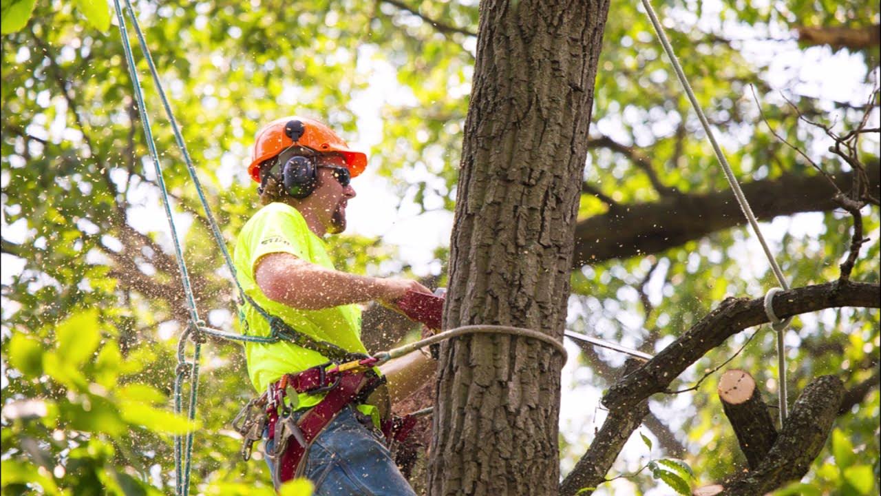 Detroit MI Tree Services: Professional Tree Care You Can Trust