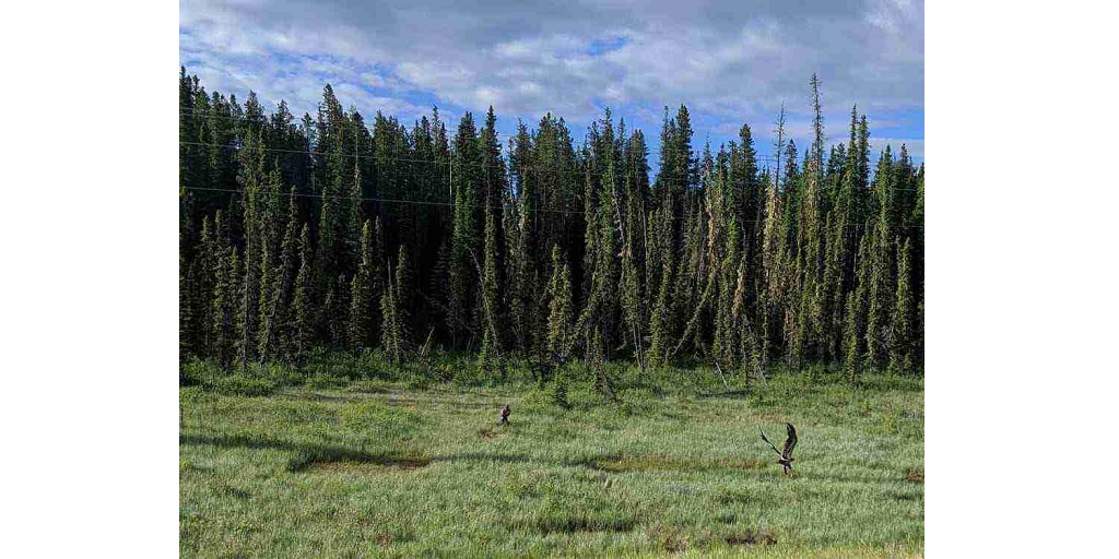 Why Farmland Values Are Set to Rise in 2025: The Role of Land Survey Services in Saskatchewan