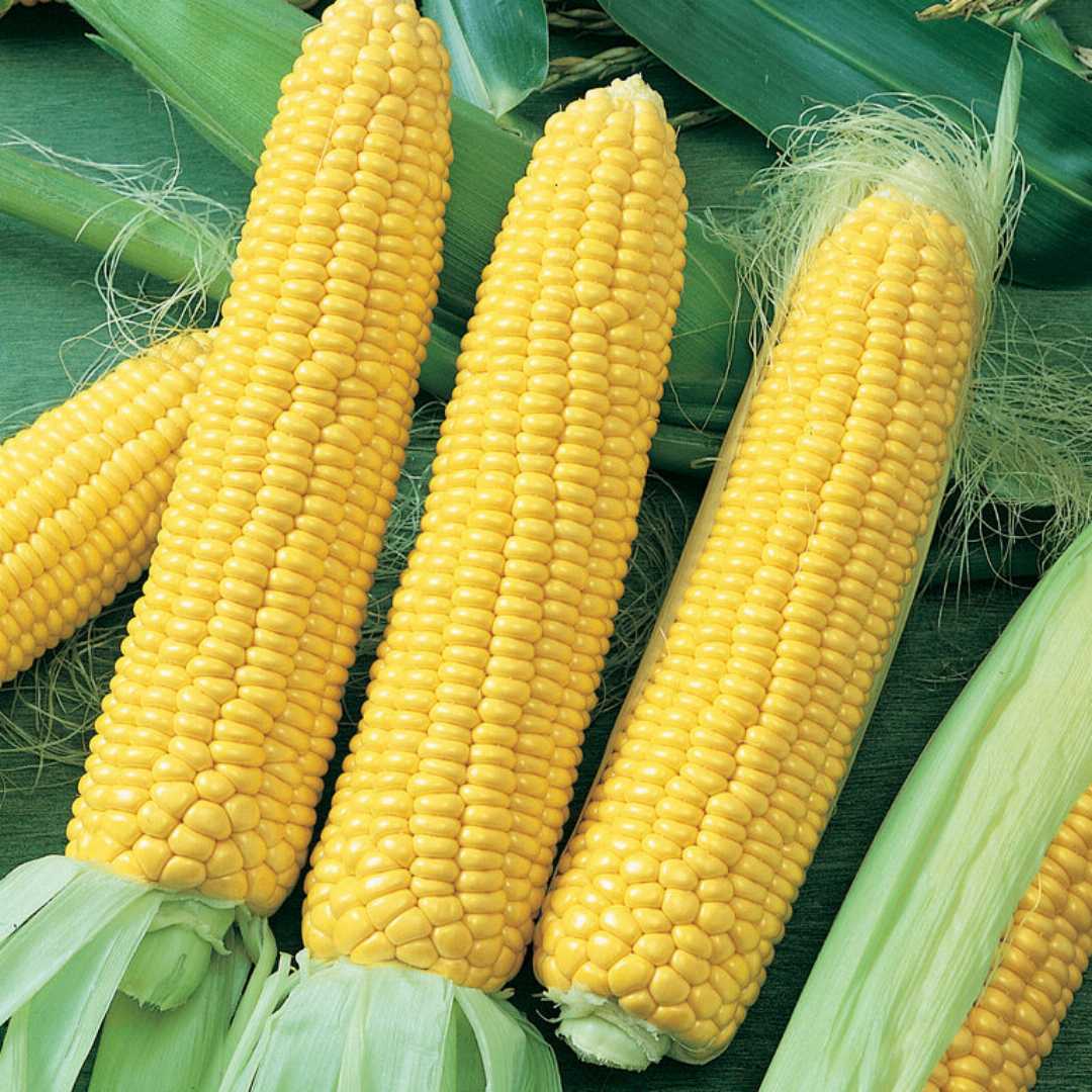 F1 Sweet Corn Seeds: The Ultimate Guide to High-Yield and Sweet Flavor