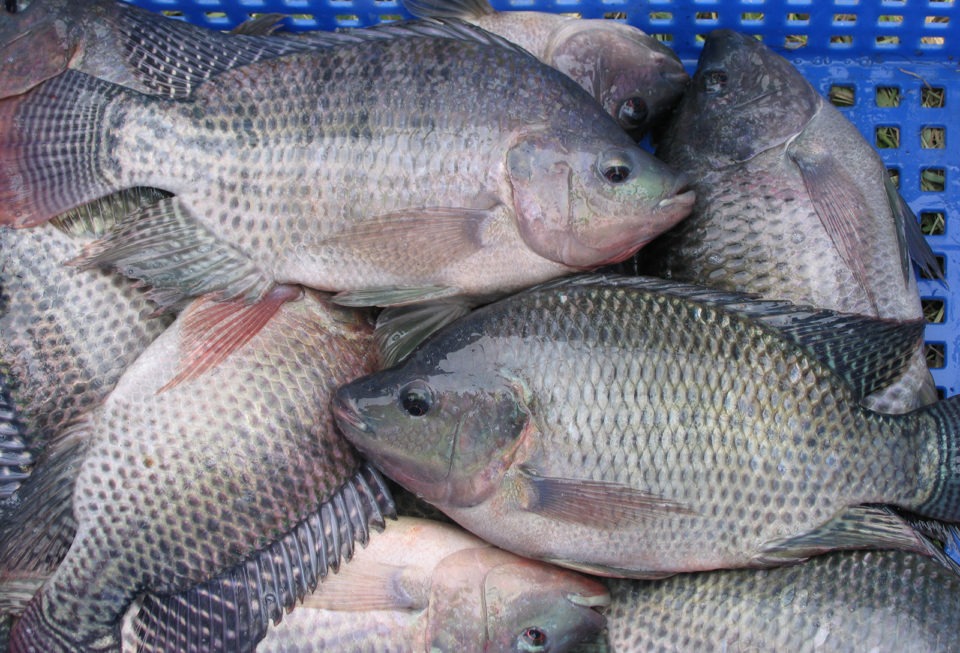 Tilapia Market Size, Share, Trends, Growth Drivers, and Forecast 2025-2033