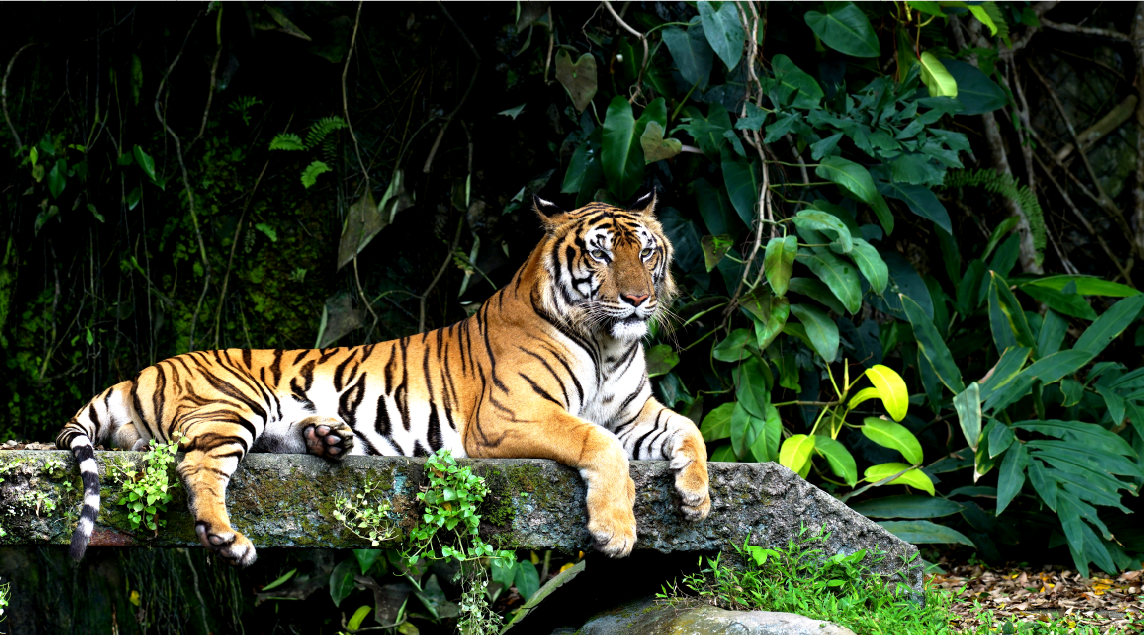 Nagarhole National Park: Best Time to Visit, Safari Booking & Wildlife