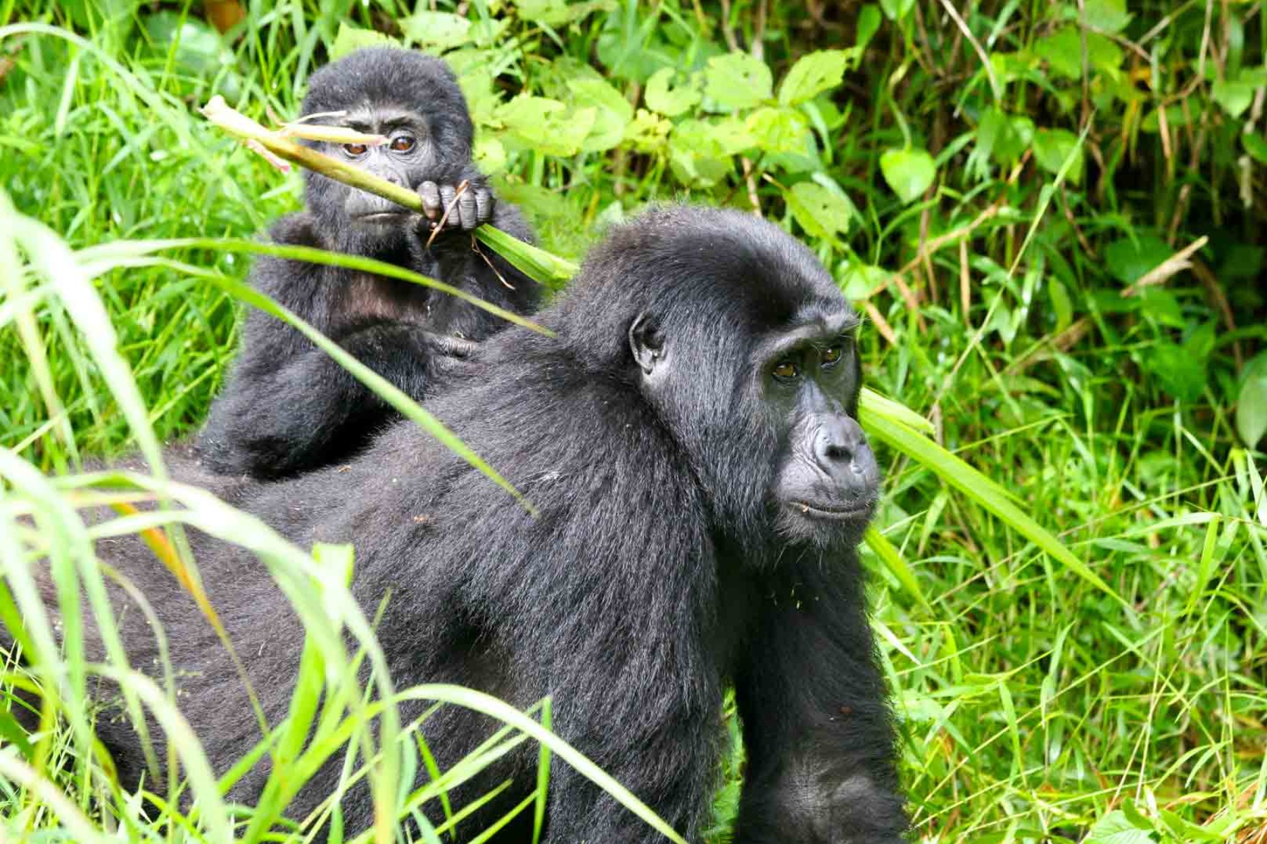 Mountain Gorilla Trekking in Africa