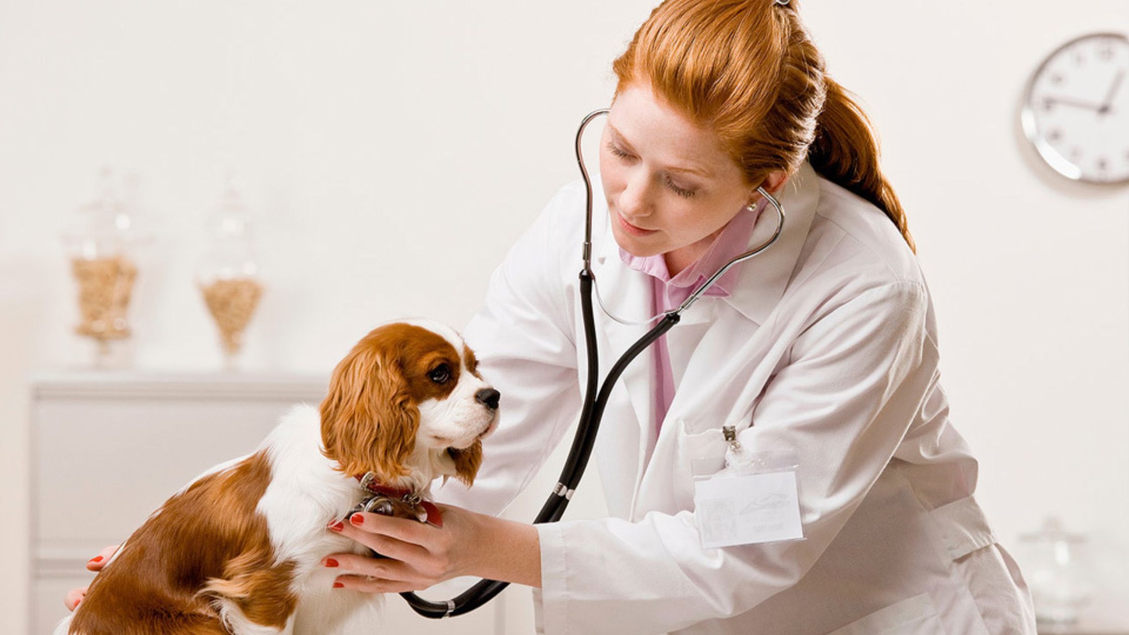 Understanding Your Pet’s Behavior: How To Decode Common Signals!