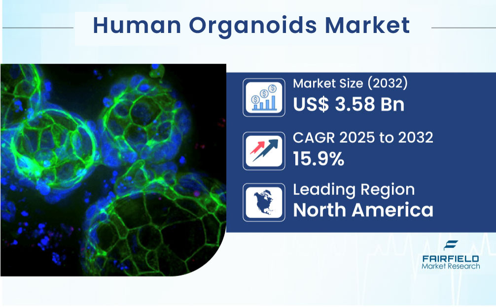 Human Organoids Market Investment Trends and Market Potential