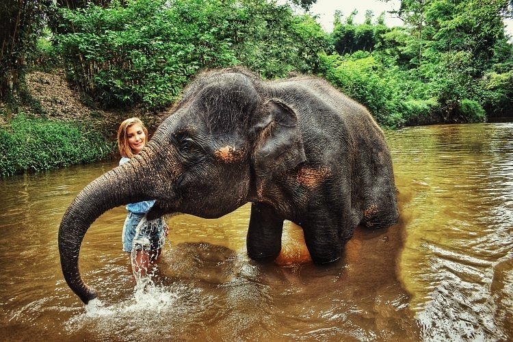 Elephant Sanctuaries in Thailand: A Haven for Gentle Giants