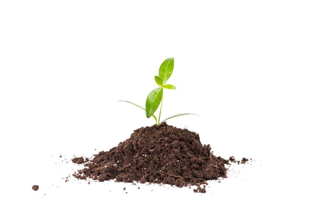How to Make Healthy Soil: A Guide for Farmers and Gardeners?
