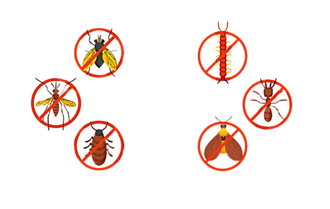 Why Professional Pest Control is Essential for Kuala Lumpur Residents