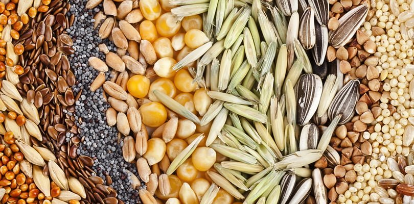 Seeds Market Size, Share, Trends, Key Players, and Forecast 2025-2033