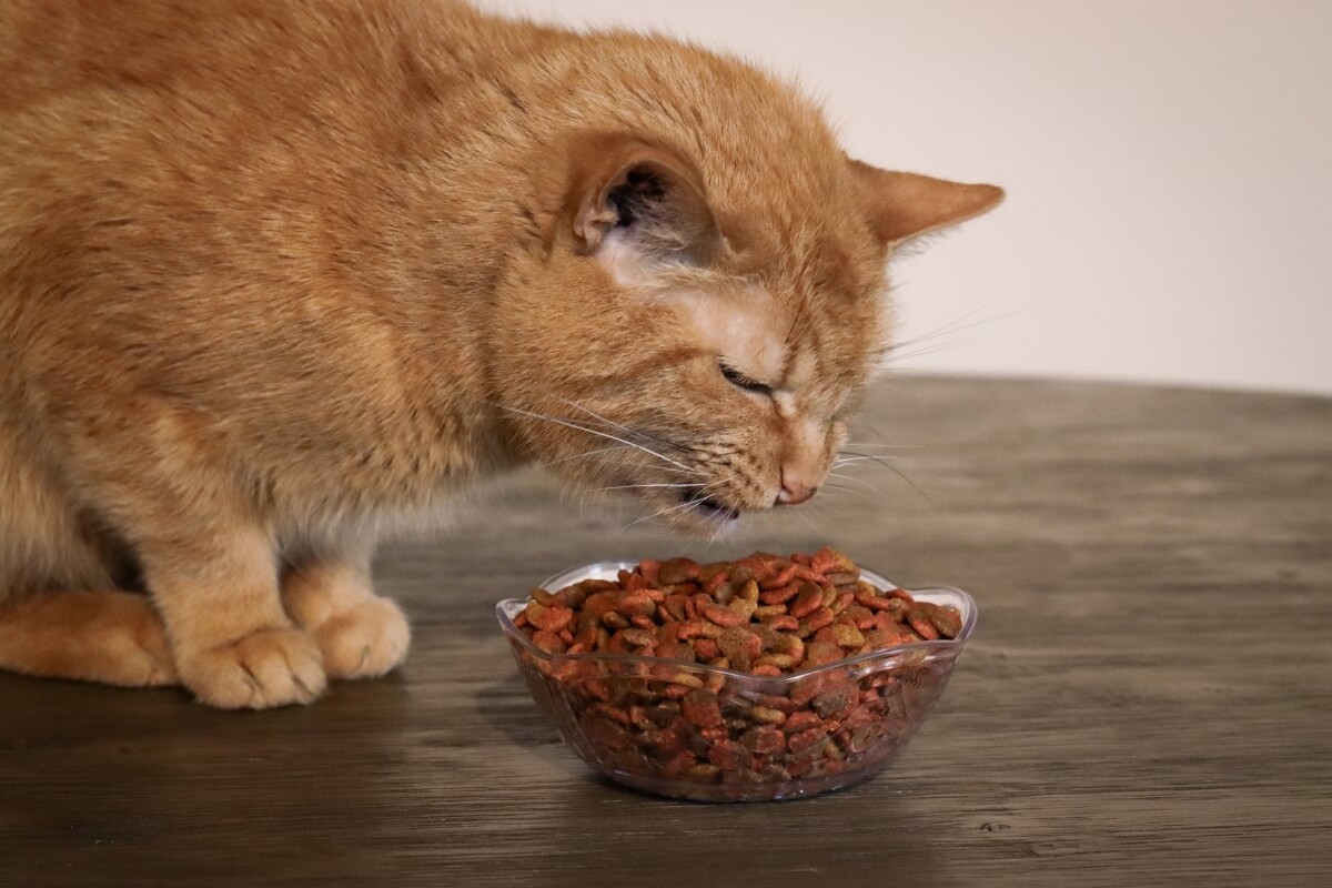 Pala Petfoods: Innovating and Driving Sustainability in Norway Pet Food Ingredients Market