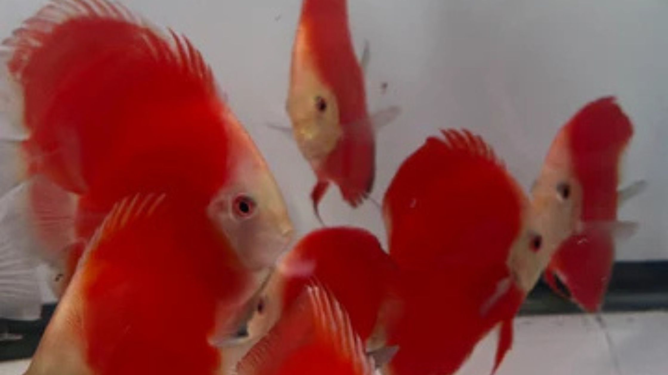 Top 5 Reasons to Add Discus Fish to Your Aquarium