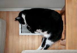 How Pet Owners Can Benefit from Regular Air Duct Cleaning