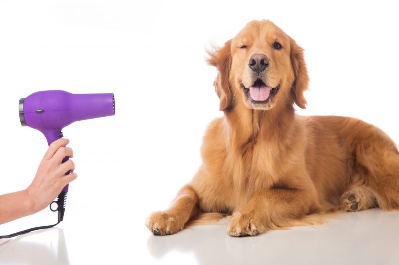 What Are The Signs That Your Pet Needs A Grooming Session?