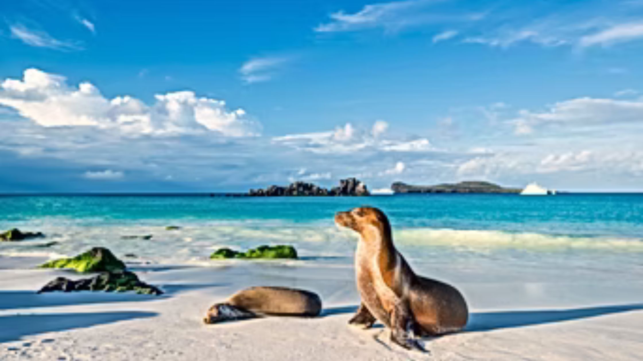 Highlights of Galapagos Vacations: Don’t Miss These Spots