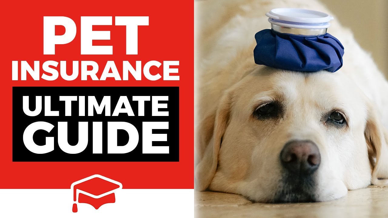 The Ultimate Guide to Fetch Pet Insurance: Is It Worth It?