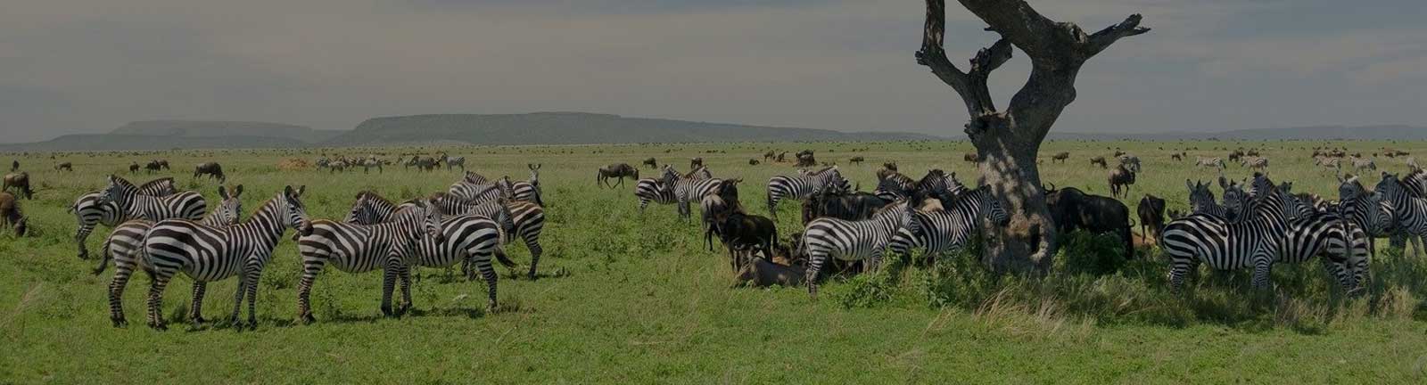 
	 
	The Best Tanzania Wilderness Adventure – What Adventure You Want
	