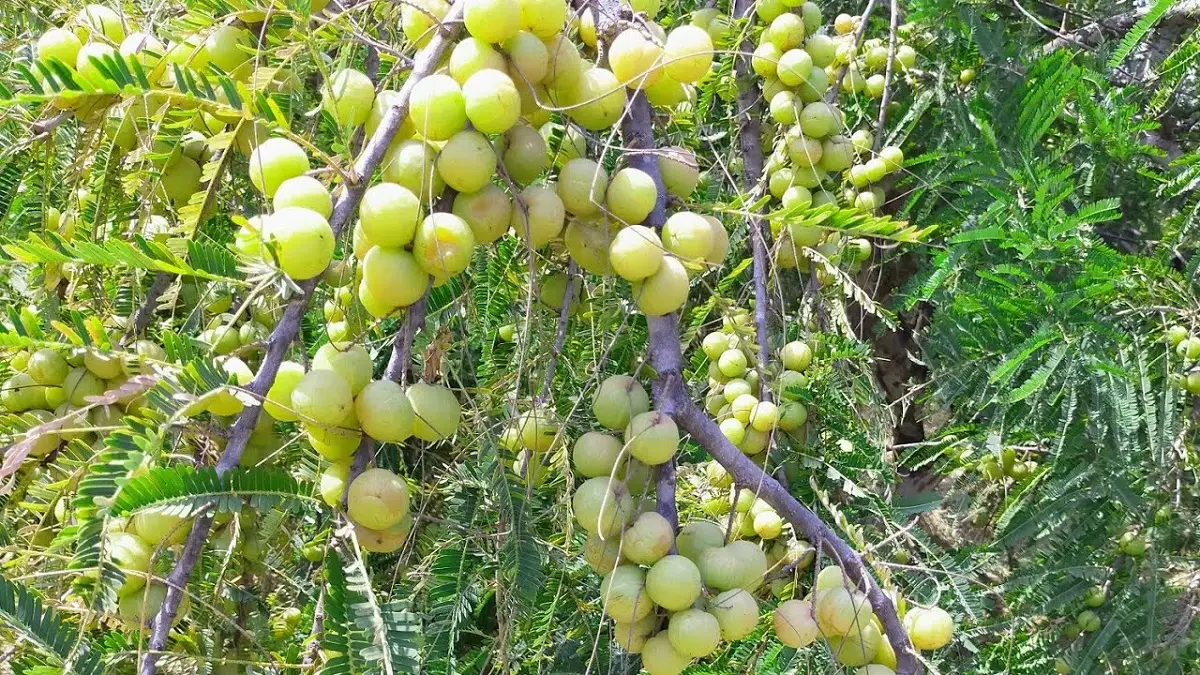 Successful Amla Farming: Tips for High-Yield Production