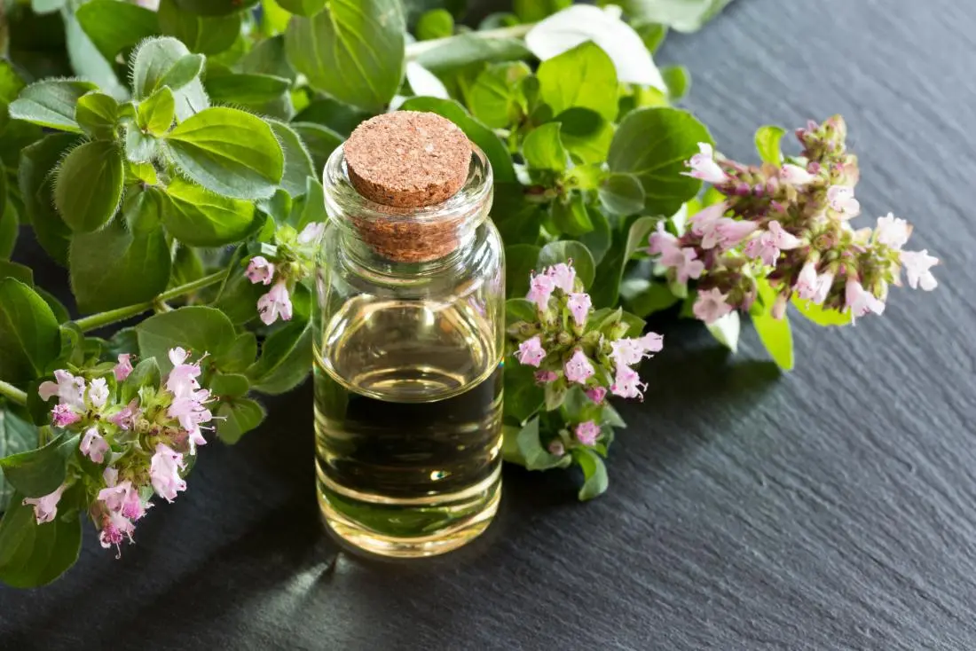 Top 8 Steps for Establishing a Oregano Oil Processing Plant