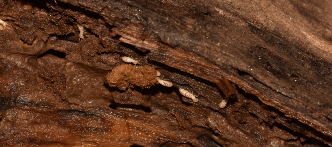 Innovative Termite Control Technologies for Malaysian Properties