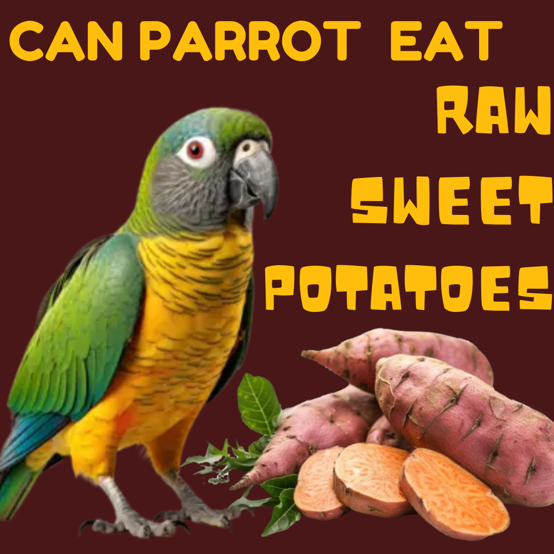 Is Raw Sweet Potato Healthy For Parrot?