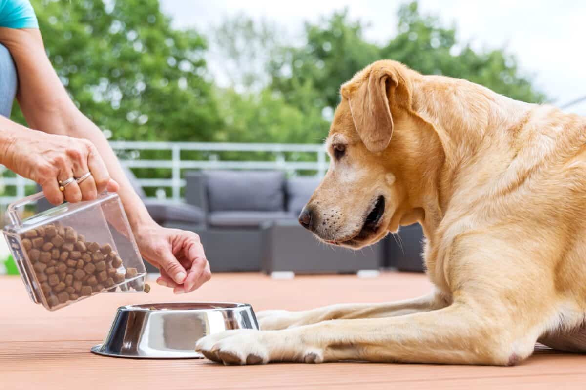 Procan vs. Other Dog Food Brands - What’s the Difference?