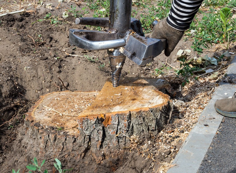 How to Turn Tree Stump Removal Into a Creative Landscaping Opportunity?
