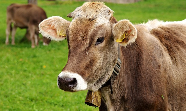 How to Reduce Injuries With Better Cattle Handling Equipment