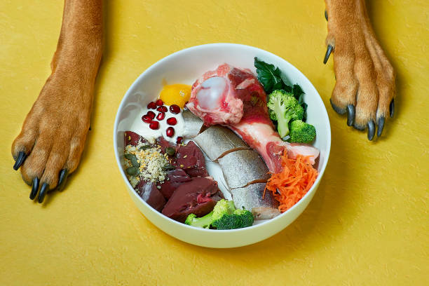 Symrise AG’s Strategy and Innovations in India Pet Food Ingredients Market