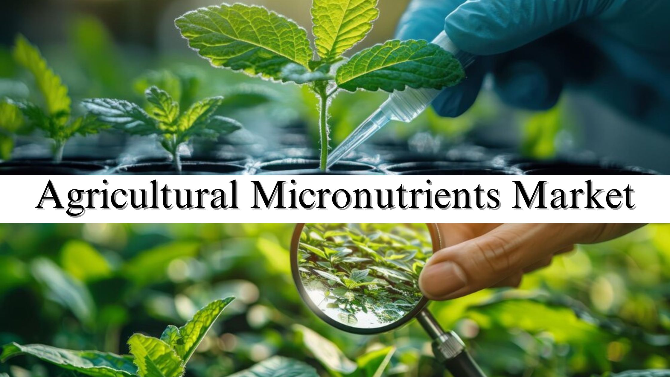 Agricultural Micronutrients Market Emerging Factors, Trends, Demands, and Key Players Analysis till 2032