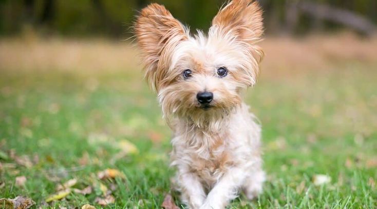 How Do Yorkie Breeders Ensure Healthy Puppies?