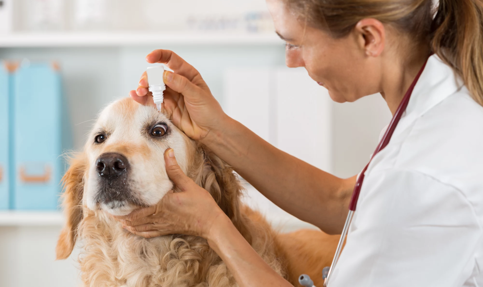 Are You Using the Right Pet Care Routine for Your Pet's Age?