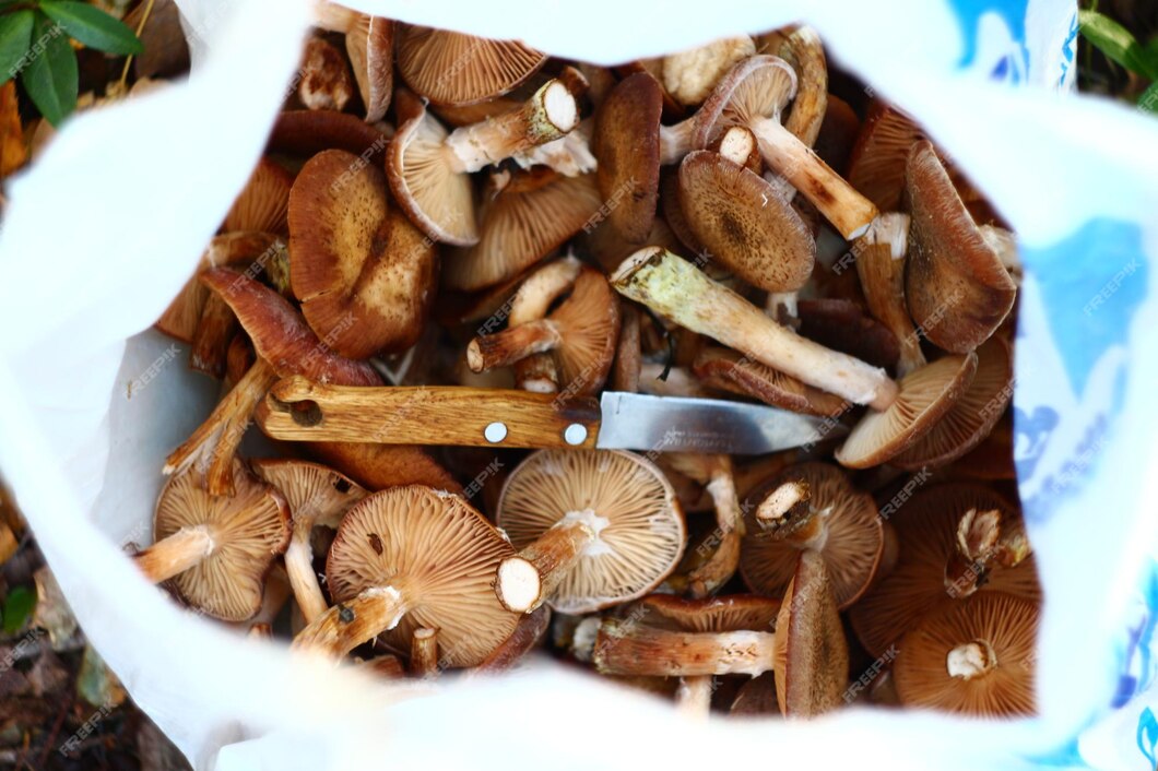 Boost Your Garden with Mushroom Compost