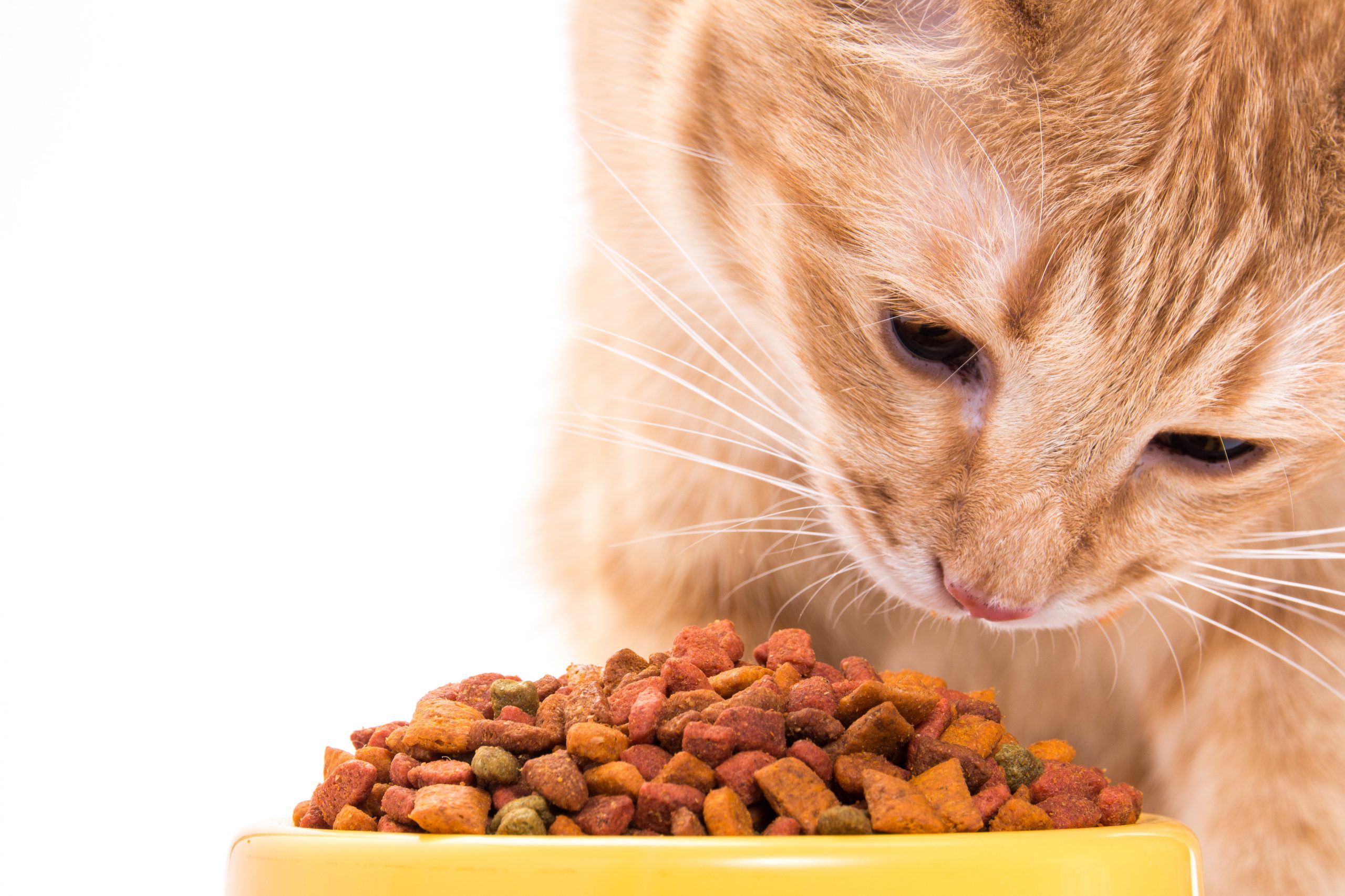 Koninklijke DSM N.V. and Its Role in the Middle East Pet Food Ingredients Market