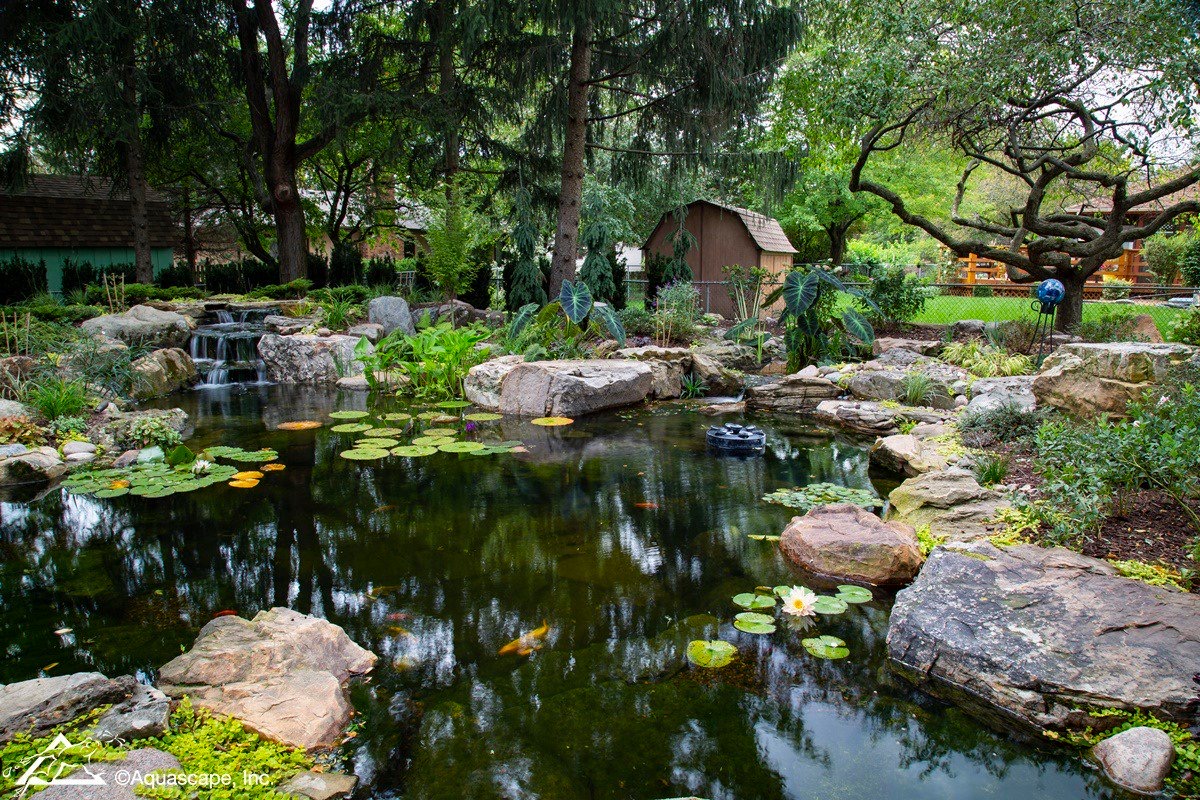 Eco Ponds 101: Everything You Need to Know