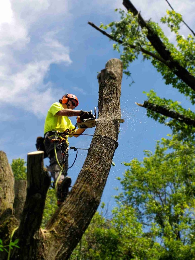 Affordable Tree Removal Services in Austin, TX | Cruz Professional