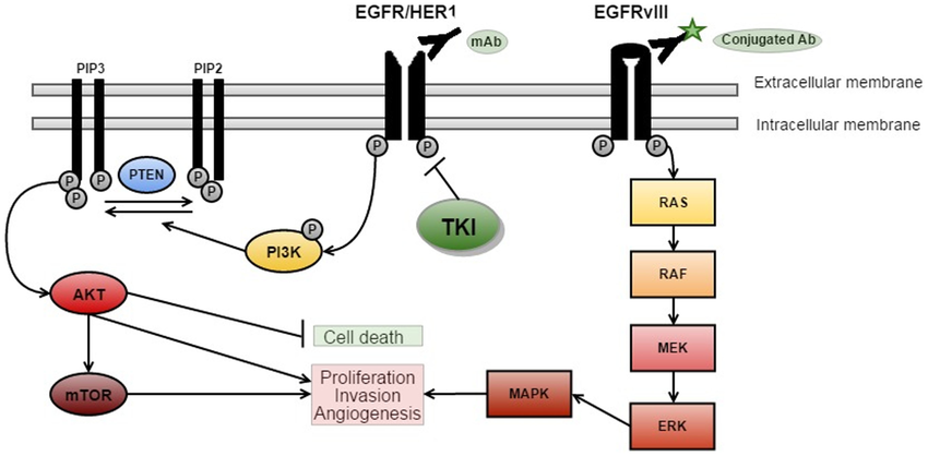 Understanding EGFRvIII: A Key Target in Cancer Research
