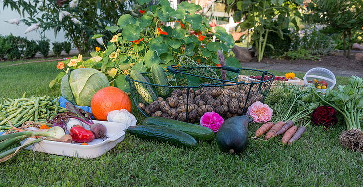 The Best Vegetables to Plant Together