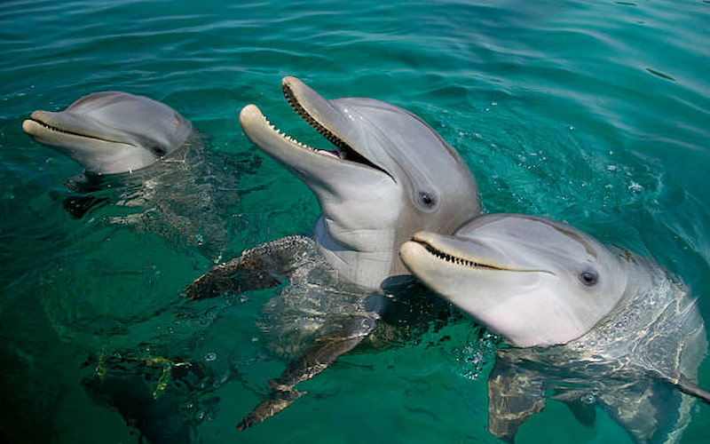 Dubai Dolphinarium: An Unforgettable Family Experience