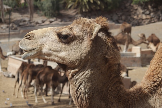 Saudi Arabia Animal Feed Market 2025: Trends and Growth Outlook