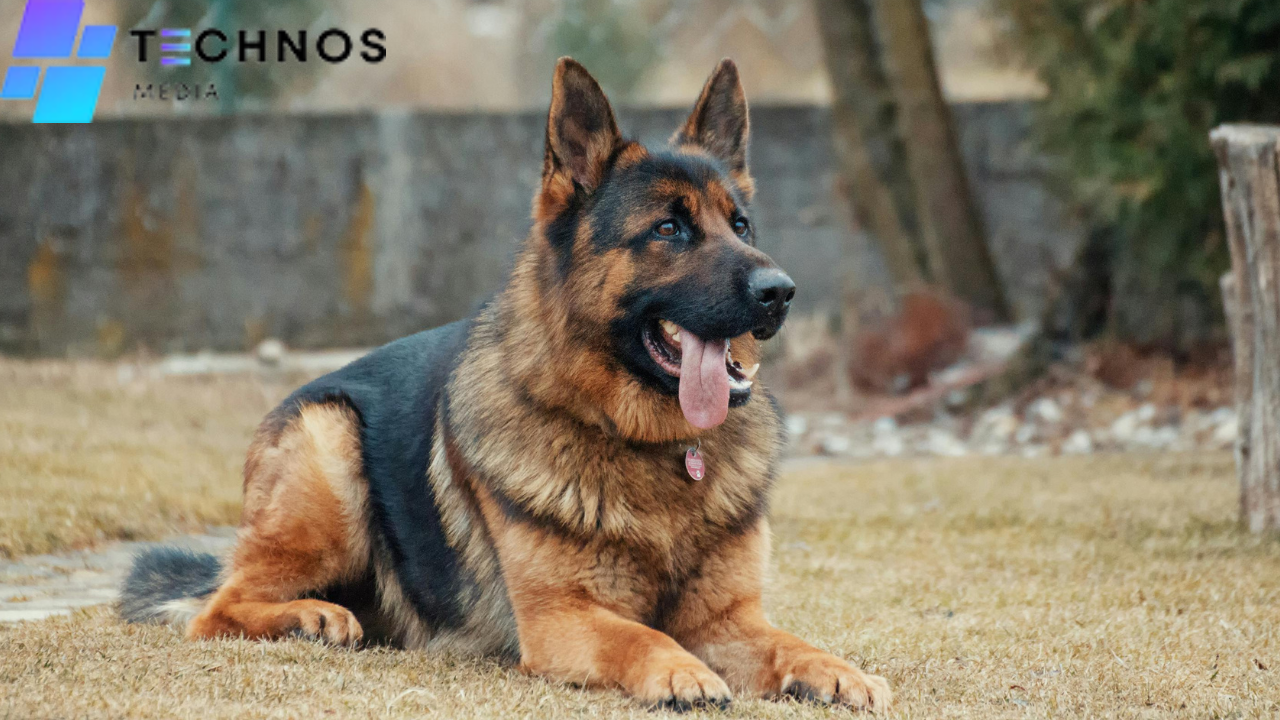 A Comprehensive Guide to Breeding German Shepherds Successfully
